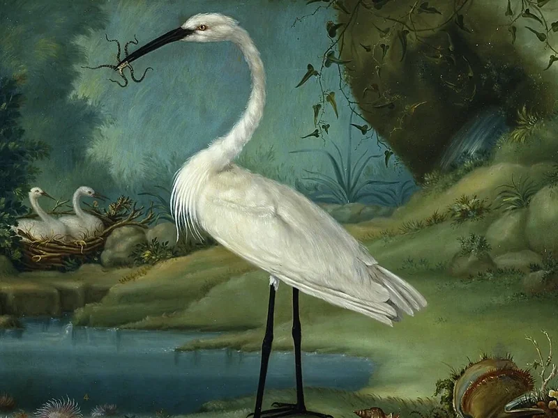 1742-Cristóbal Vilella - Airone di Maiorca nel suo nido e tra i molluschi